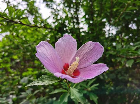 木槿花樹